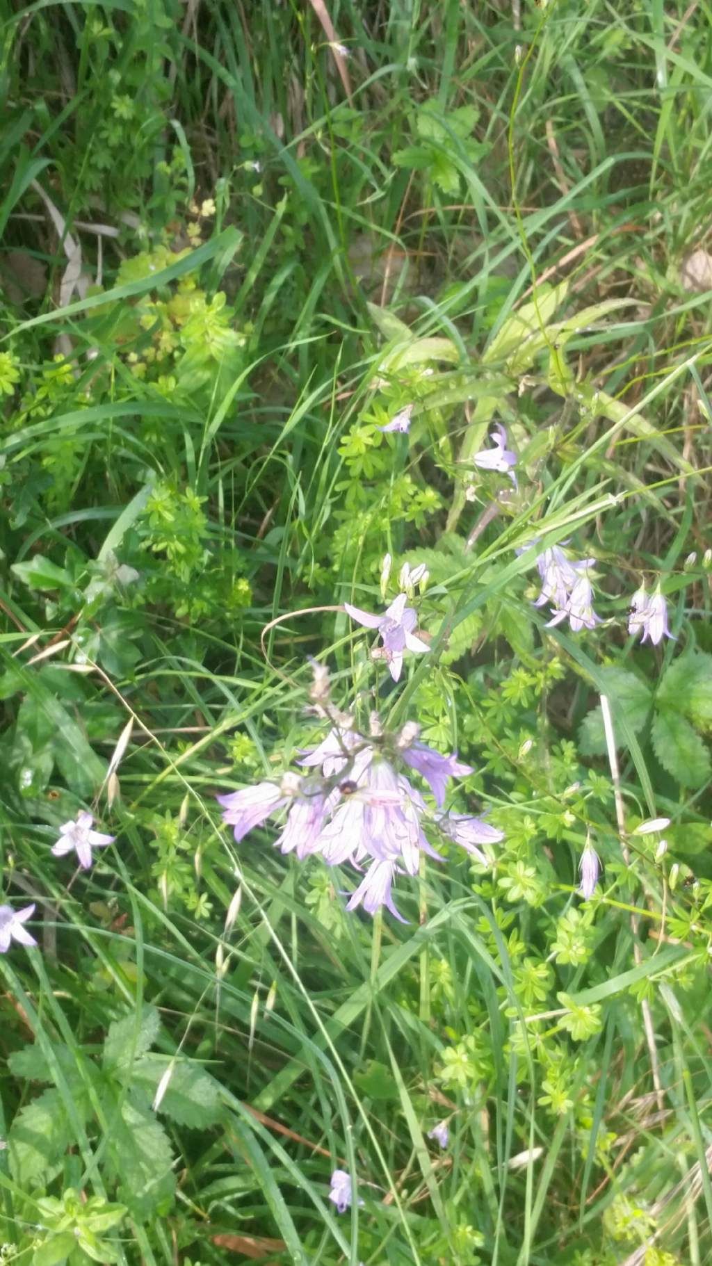 Gladiolo?no, Campanula rapunculus